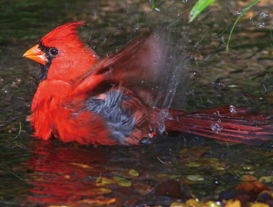 Birdwatching: Northern Cardinals